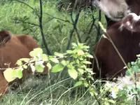 गाय, गोलस्टीन नस्ल — फ़ोटो 4