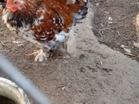 Pekin Bantam — photo 1