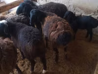Widder, Jaidara sheep — Foto 2