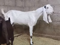 Goat, Kamori goats — photo 1