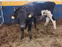 ثور, Simmental cattle — الصورة 3