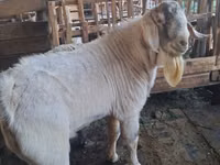 बकरा, Beetal goats — फ़ोटो 3