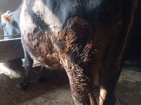 Cow, Alatau breed — photo 1