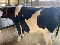 Vaca, Raza Holstein — foto 1