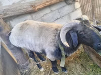 Carnero, Blackheaded Persian sheep — foto 4