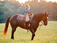 Hengst, Quarter Horse — Foto 7
