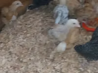 Chickens — Foto 1