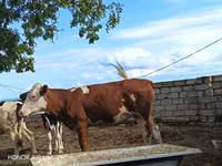 Vaca, Simmental cattle — foto 5