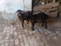 मेढ़ा, Rhon sheep — फ़ोटो 1