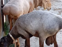 मेढ़ा, Ordabasy sheep — फ़ोटो 1