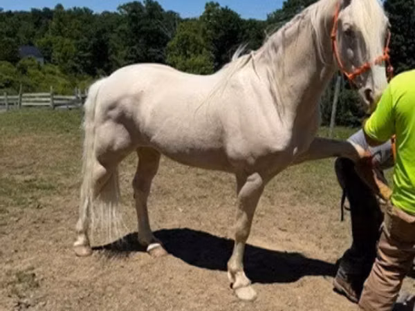Hengst, Kentucky mountain daddle horse