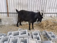 عنزة, Czech Brown Shorthaired goats — الصورة 3