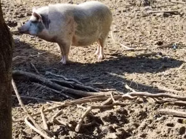 母猪, 