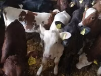Bull, Cattle — photo 7
