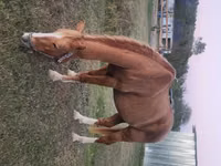 Horse (M), Palomino — photo 3