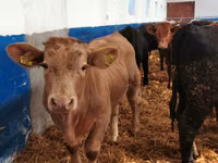 Rinder (Partie, Geschlecht nicht angegeben), Simmental cattle — Foto 4