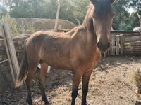 Horse (M), Horses — photo 1