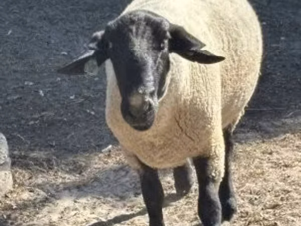 Widder, White Suffolk sheep
