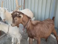 Cabro, Cabras — foto 3