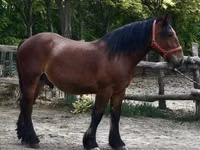Hengst, Pferde — Foto 3