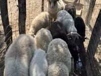 نعجة, Merino sheep — الصورة 4
