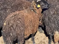 绵羊（批次，未指定性别）, Karachay sheep — 照片 5