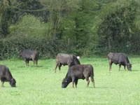 Bull, Wagyu — photo 2