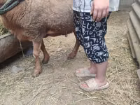 Ram, Sheep — photo 3