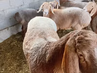 母羊, Arashan sheep — 照片 3