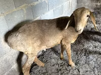 भेड़, Katum sheep — फ़ोटो 1
