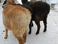 Ram, Sheep — photo 1