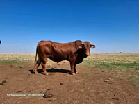 Bull, Bifmaster — photo 2