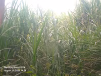 Nappir Grass — الصورة 2