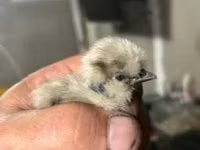 Ayam Cemani — Foto 6