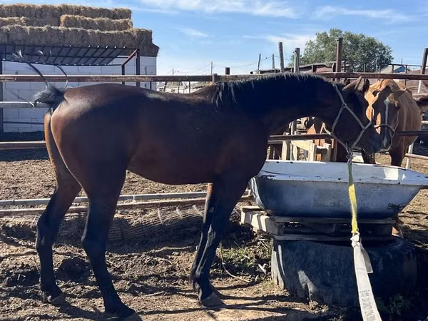 حصان, Standardbred