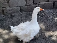 Geese — photo 2