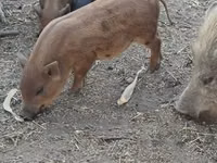 Boar — photo 4