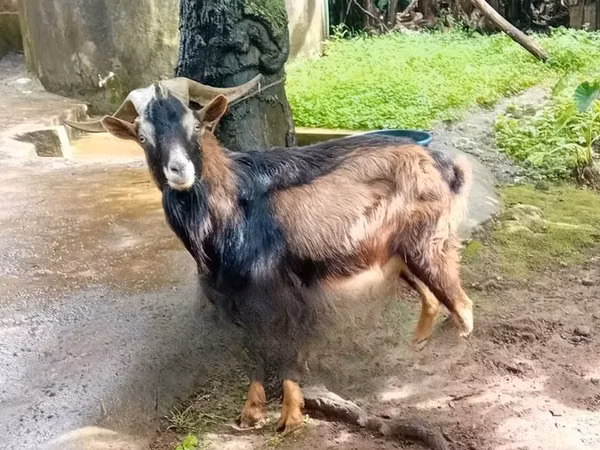 Ziegenbock, Alpine goat