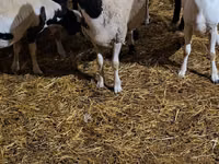 Ram, Dorper sheep — photo 3