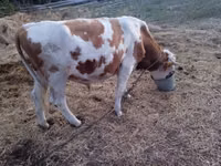 Toro, Charolais cattle — foto 4