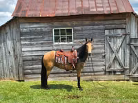 घोड़ी, Missouri foxtrotter — फ़ोटो 5