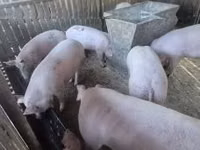 Sow, Pigs — photo 1
