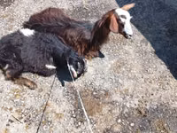 Cabro, Cabras — foto 2