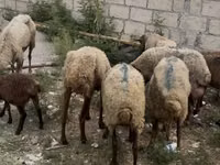 نعجة, الأغنام — الصورة 3