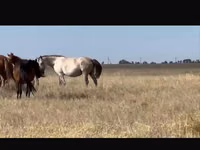 母马, Kushum Horse — 照片 2