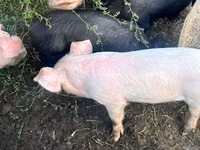Boar — photo 3