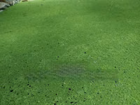 Azolla For Pond Propagation -2000ml Container — الصورة 2