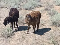Ram, Edilbay sheep — photo 1