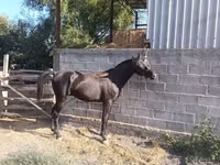 Horse (M), Friesian sport horse — photo 2