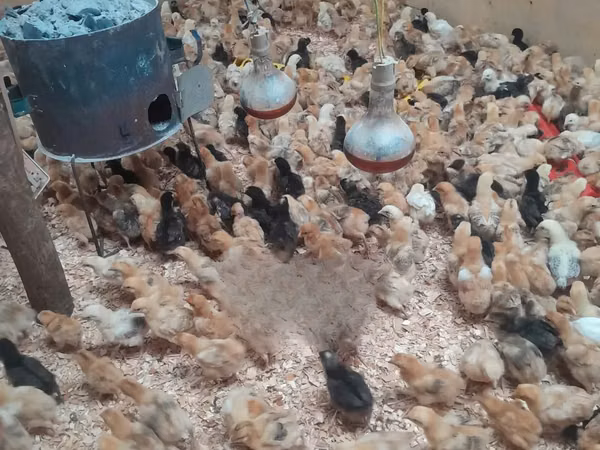 Chickens